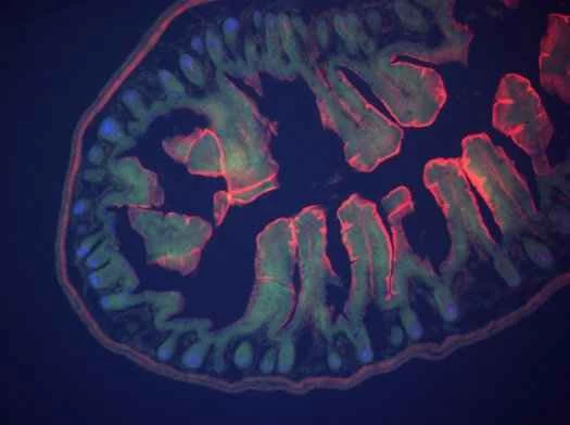 腸:研究室で培養