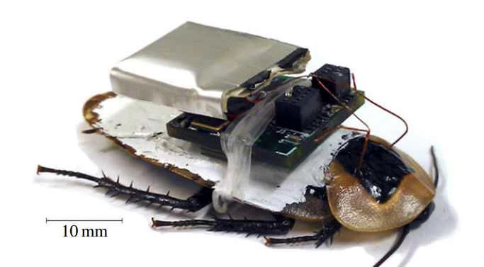 サイボーグゴキブリ：その仕組み