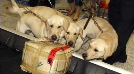 素晴らしい犬たち