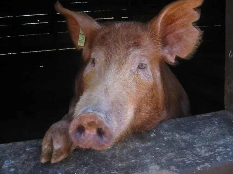 遺伝子組み換えの環境に優しい豚肉「エンバイロピッグ」が食卓から消える
