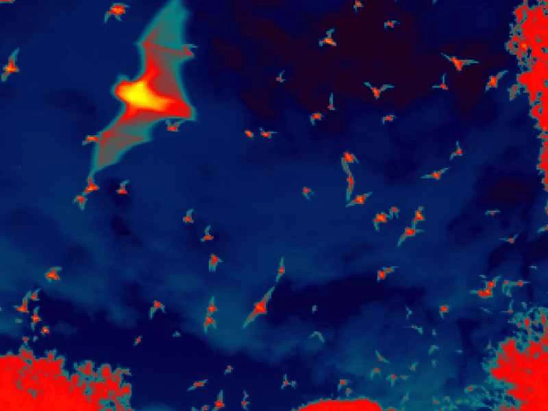 コウモリ研究は生物学をはるかに超えた分野に刺激を与える