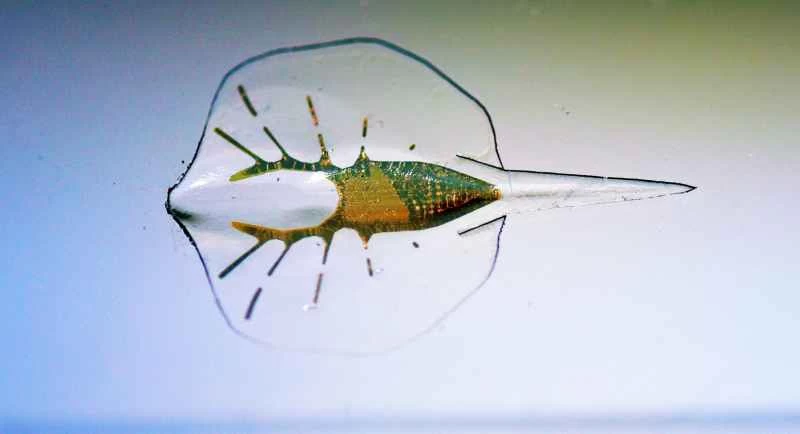 バイオロボットのアカエイ