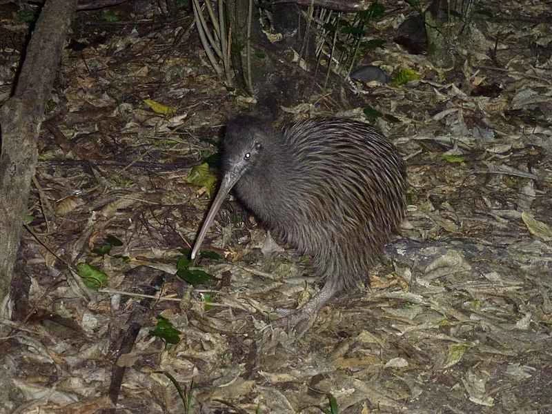 ニュージーランドのキウイ鳥 Googleドキュメント 匿名の動物
