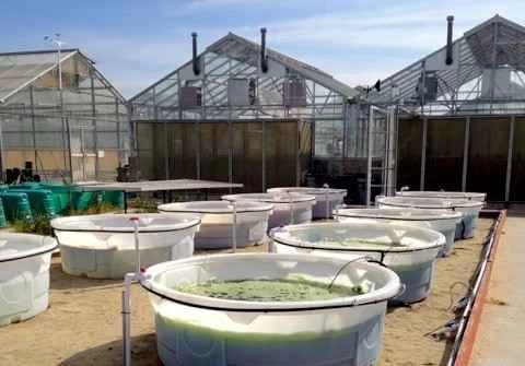 遺伝子組み換え藻類は近い将来、食品、燃料、医薬品に使用される可能性がある。