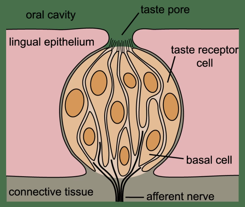 味蕾の図