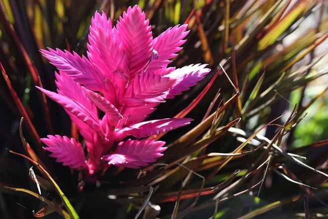 Canon EOS-Rカメラのサンプルショット