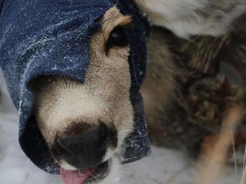 目隠しをされた鹿。