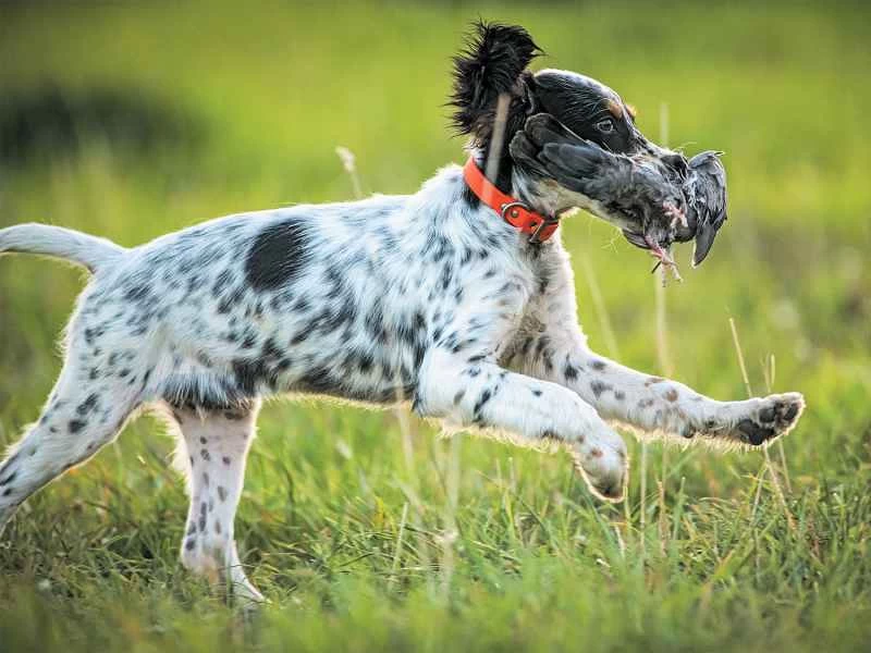 「スーパー子犬」はどんなにストレスの多い状況でも冷静さを保ち、行動を続ける