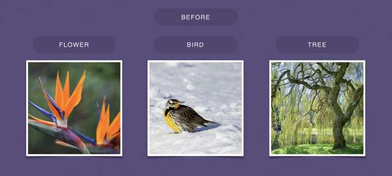 フェイスブック