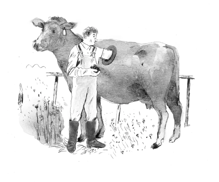 fistulated cow
