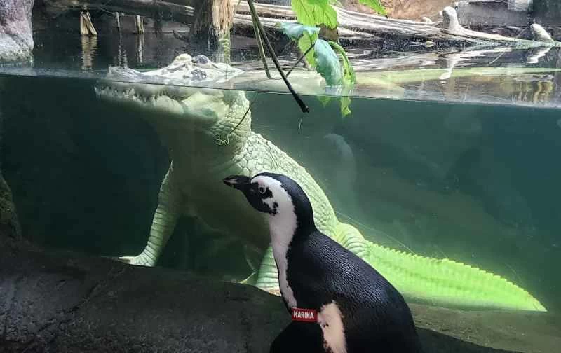 動物園や水族館は、休館中に動物たちを冒険に連れ出しています。しかし、それは本当に必要なのでしょうか？