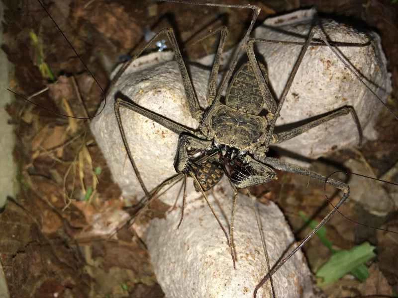 タイラーはこのムチグモを「人食い蜘蛛」と呼んでいます。
