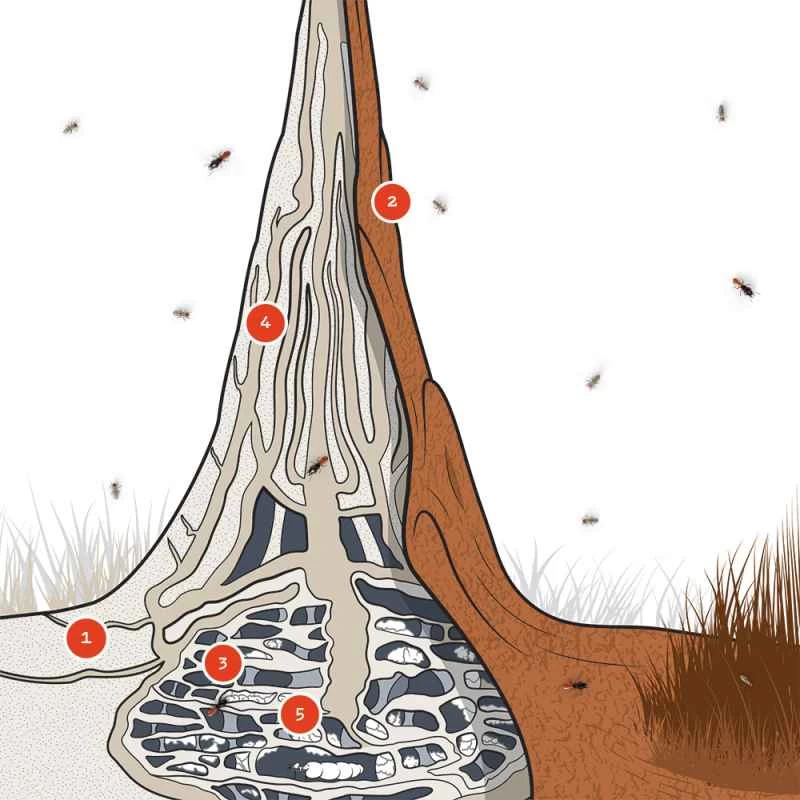 シロアリの丘の図