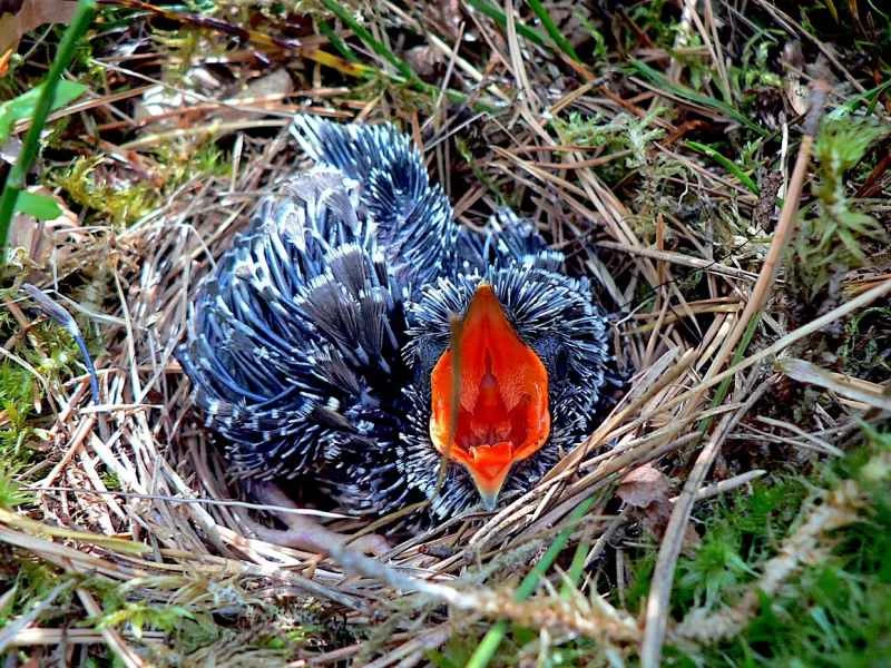ヒタキの巣にいるカッコウの雛。