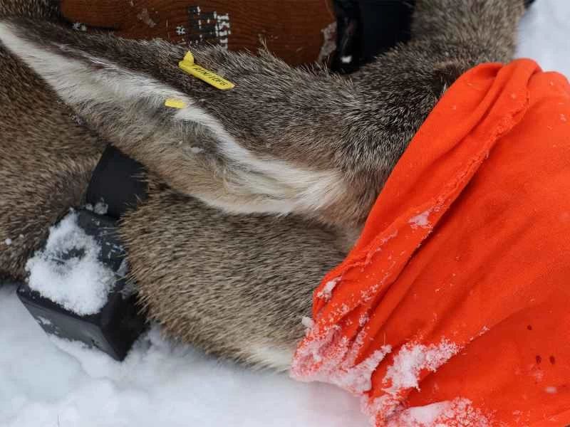 首輪とタグを付けられた鹿。